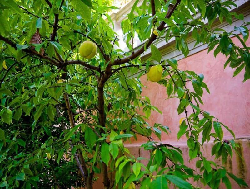 Padua Botanical Garden: Sacred Architecture and Plant Intelligence - Good To Know