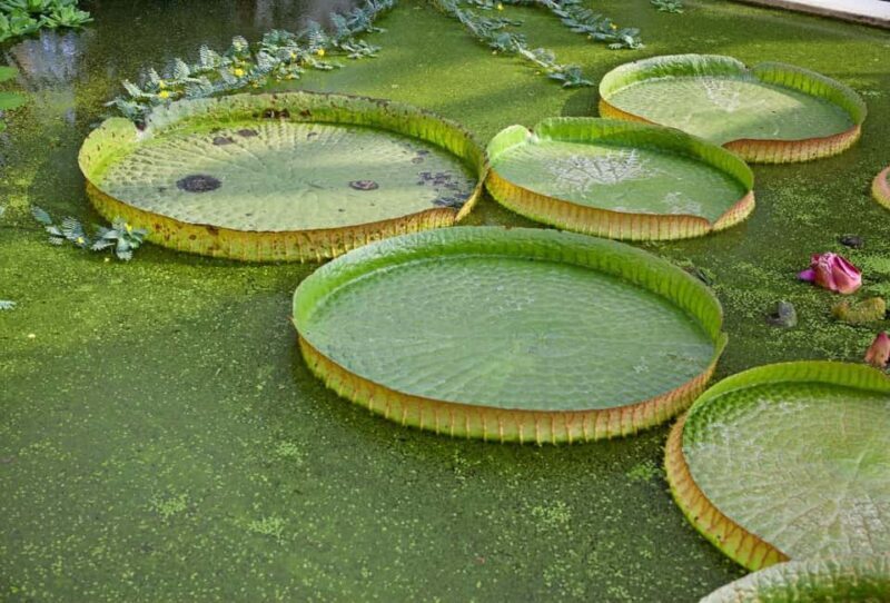 Padua Botanical Garden: Sacred Architecture and Plant Intelligence - FAQ