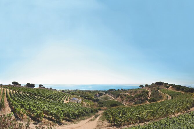 Paella Cooking Experience & Winery Tour From Barcelona - Frequently Asked Questions