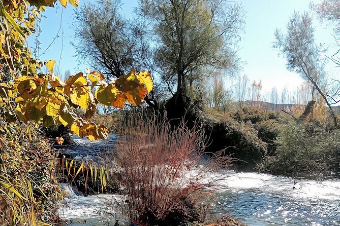 Paella, Olive Oil, Wine & Relax in Rural Estate Outside Madrid - Savor the Finest Wines of the Region