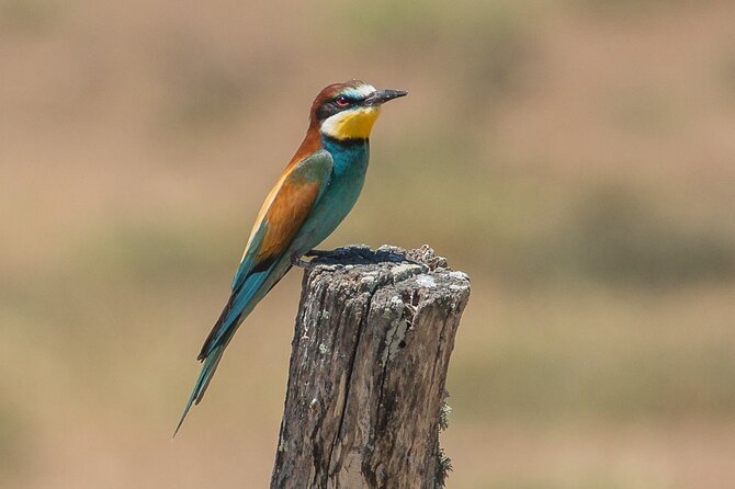 Paella, Olive Oil, Wine & Relax in Rural Estate Outside Madrid - Immerse Yourself in Spanish Culture