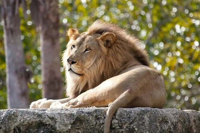 Pafos Zoo Visit & Blue Lagoon Cruise with Local Guide from Paphos - An In-Depth Look at the Itinerary