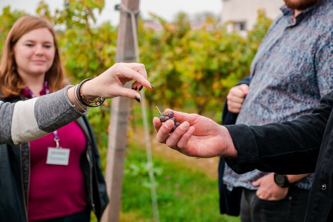 Pagus Wine Tours - Lake Garda and Amarone - Full Day Wine Tour - What To Expect