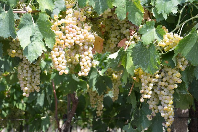 Pagus Wine Tours - Soave and Amarone - Half Day Wine Tour - Cancellation Policy