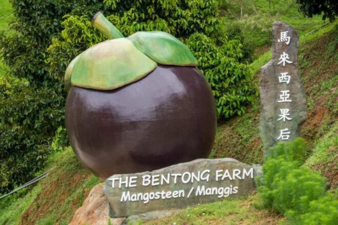 Pahang: Bentong Farm Full Day Admission Ticket - Farm Animals