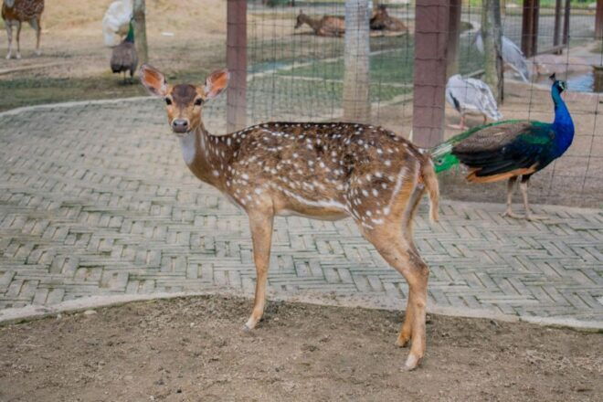Pahang: Bentong Farm Full Day Admission Ticket - Educational Opportunities for Children