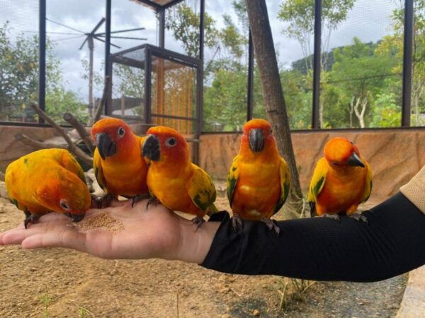 Pahang: Bentong Farm Full Day Admission Ticket - Common Questions