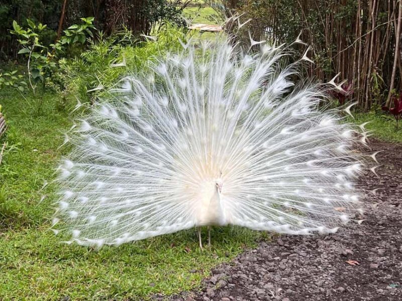 Pahoa: Ranch Tour with Animal Feedings and Interactions - A Deep Dive into the Ranch Tour Experience