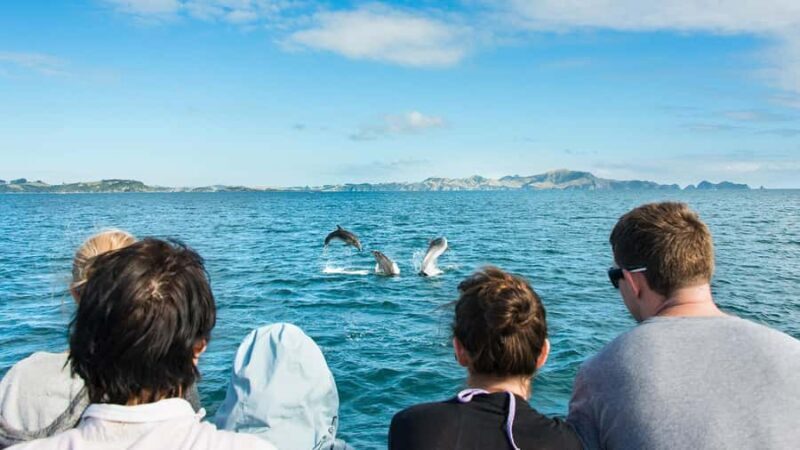 Paihia: Bay of Islands Dolphin Eco Cruise & Island Stopover - Potential Drawbacks and Considerations
