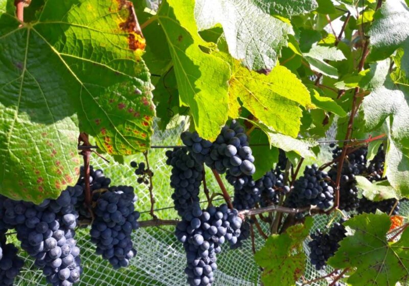 Paihia or Kerikeri: Wine, Spirit, & Craft Beer Tour - Final Thoughts