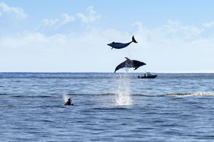 Paihia/Russell: Hole in the Rock and Bay of Islands Cruise - Experience Highlights