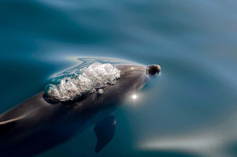 Paihia/Russell: Hole in the Rock, Dolphins & Island Cruise - A Deep Dive into the Experience