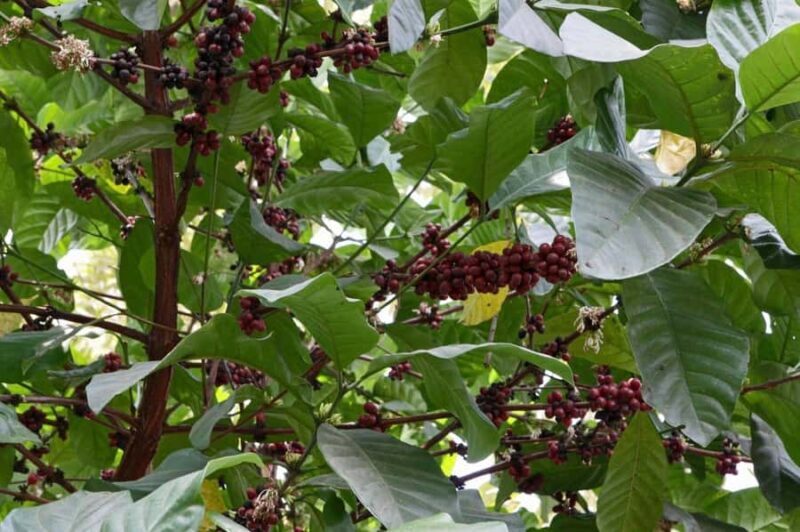 Pakse: Bolaven Plateau Waterfalls and Villages Tour - FAQ