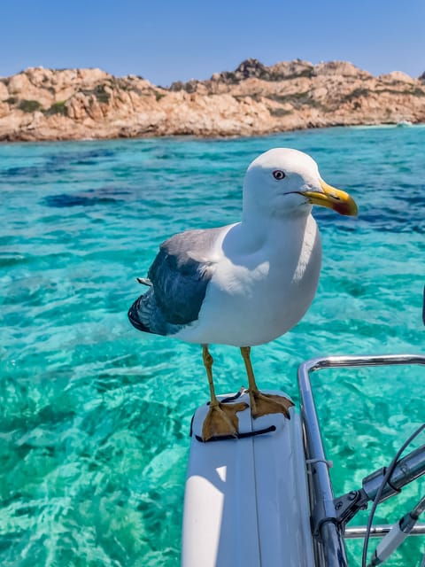 Palau: Sailing Tour La Maddalena Archipelago - Tips for a Great Experience