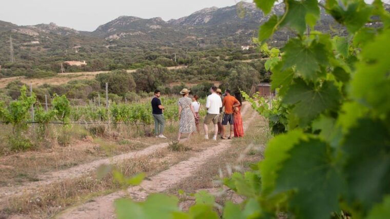 Palau: Wine Tasting in a Gallura Winery - Group Size and Language Options