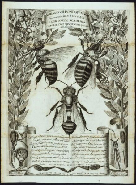 Palazzo Barberini: the City of the Sun Exhibition - Included Features and Access