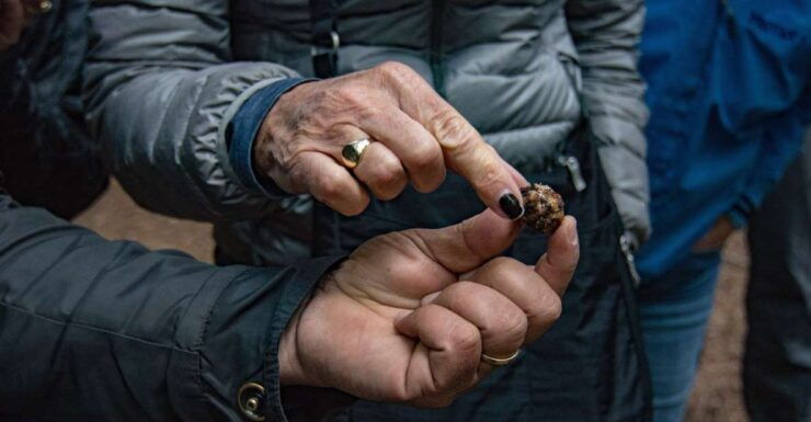 Palazzolo Acreide: Truffle Hunting With Lunch and Wine - Good To Know