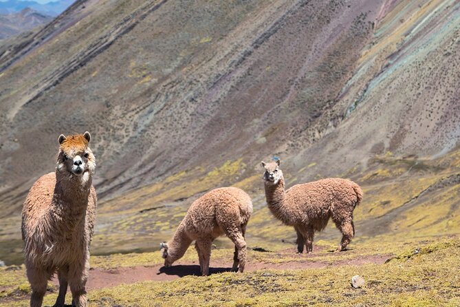 Palccoyo Rainbow Mountain Trek Day Tour From Cusco - Itinerary Details