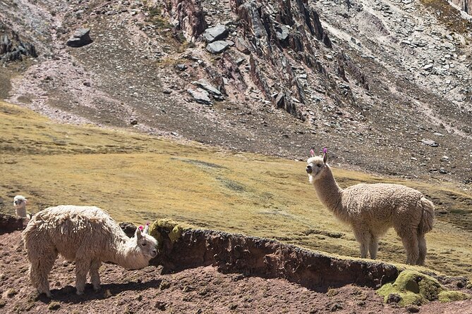 Palccoyo Rainbow Mountain Trek Day Tour From Cusco - Highlights of the Trek
