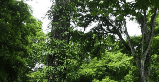 Palenque: 2 Days Jungle Rafting Expedition - Frequently Asked Questions