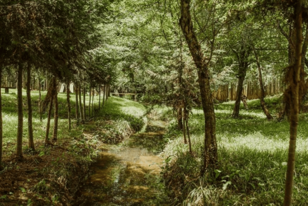 Palenque: Lacandona Jungle Path - Ecotourism Adventure - Waterfalls and Rivers