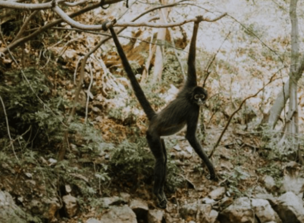 Palenque: Lacandona Jungle Path - Ecotourism Adventure - Frequently Asked Questions
