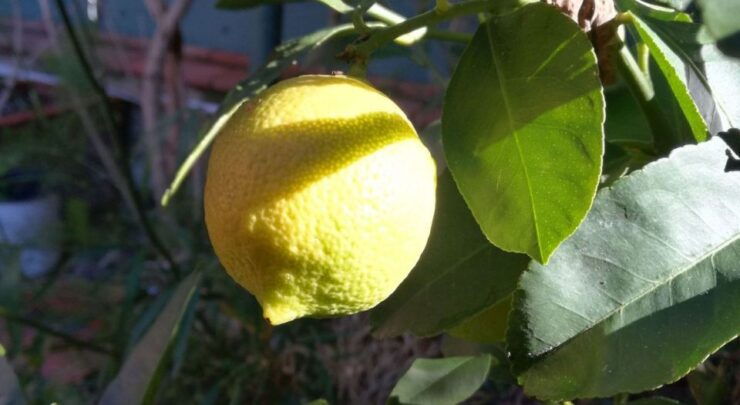 Palermo: Cooking and Limoncello Class - Good To Know