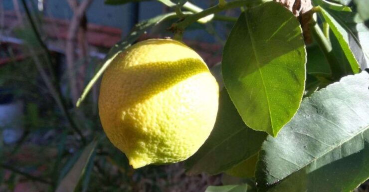 Palermo: Cooking and Limoncello Class - Experience Details