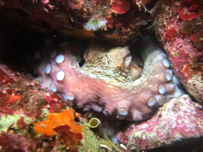 Palermo: Snorkel, Sail & Taste. Enjoy a Full Day Adventure - Frequently Asked Questions