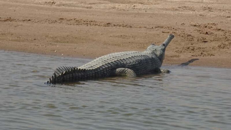 Palighat Chambal Crocodile Boat Safari - What Is the Palighat Chambal Crocodile Boat Safari?