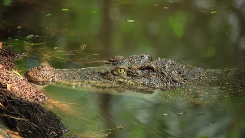 Palighat Chambal Crocodile Boat Safari - Transport & Practical Details