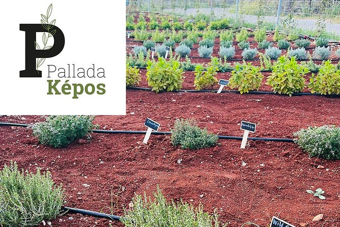 Pallada Semi-Private Olive Oil Tours in Sternes, Chania - Cancellation Policy