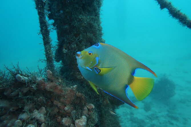 Palm Beach Private Snorkeling Lessons and Tour  - West Palm Beach - Discovering Marine Life: Starfish, Seahorses, and Octopus