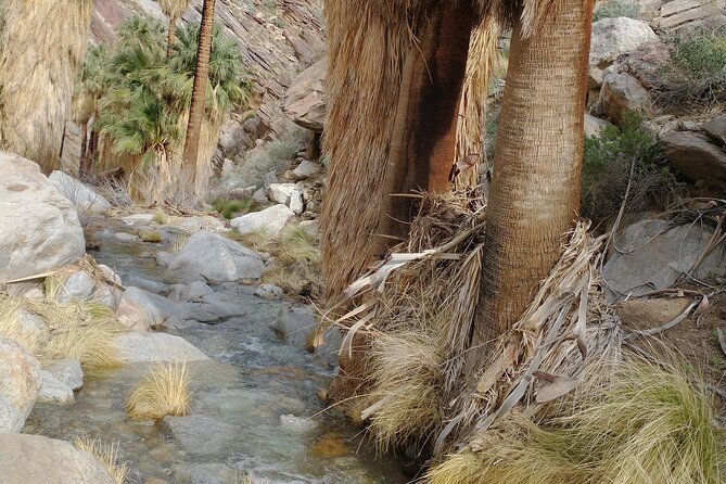 Palm Springs Desert Oasis Hike in Indian Canyons - Trail Overview