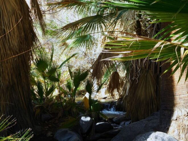 Palm Springs: Indian Canyons Hiking Tour by Jeep - Customer Reviews