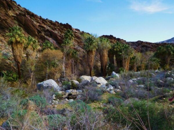 Palm Springs: Indian Canyons Hiking Tour by Jeep - The Sum Up
