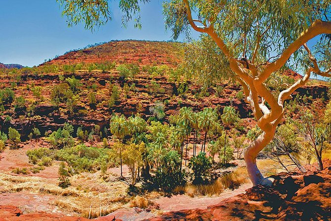 Palm Valley 4WD Tour From Alice Springs - Additional Information and Overall Experience