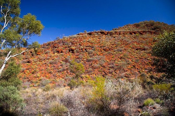 Palm Valley 4WD Tour From Alice Springs - Palm Valley: A Unique Oasis in the Outback