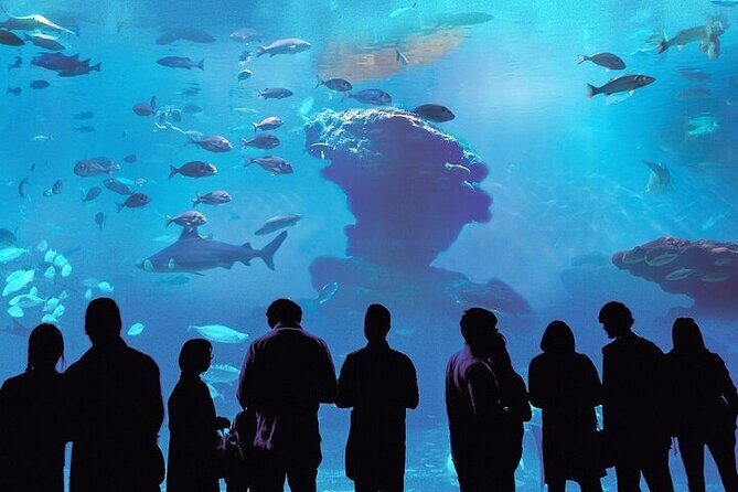 Palma Acquarium with Transfer - Good To Know