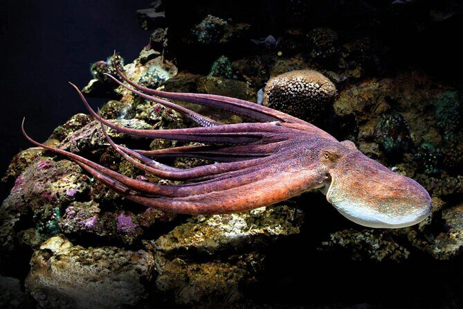 Palma Acquarium with Transfer - FAQ