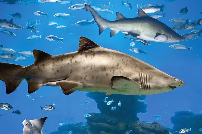 Palma Acquarium With Transfer - What To Expect