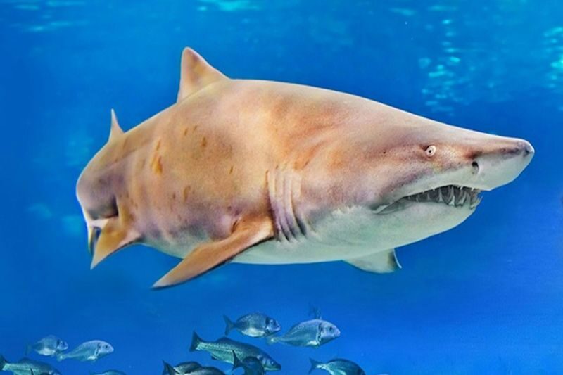 Palma Aquarium ticket in Mallorca - A close look at Mallorca’s marine life