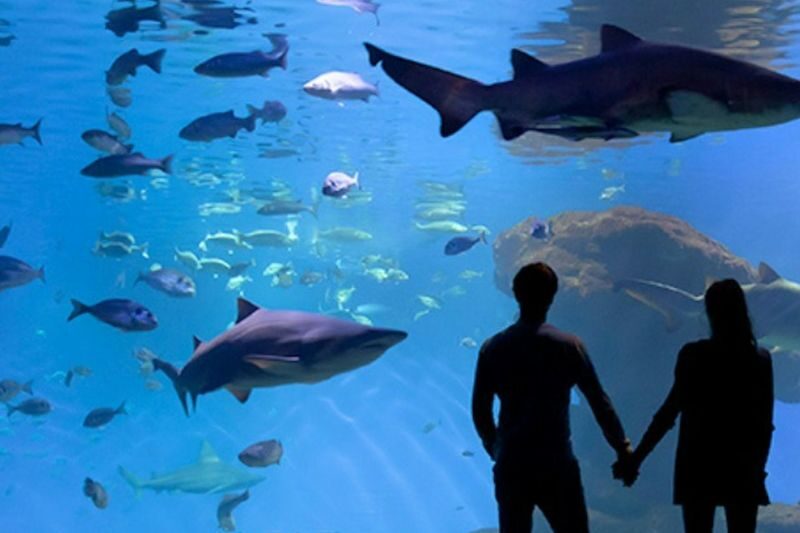 Palma Aquarium ticket in Mallorca - Let the exhibits set your pace