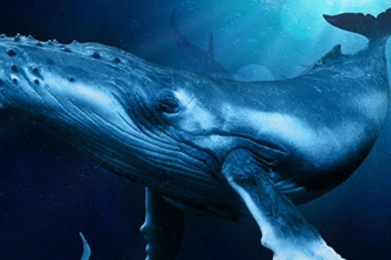 Palma Aquarium ticket in Mallorca - A family visit, with one caveat