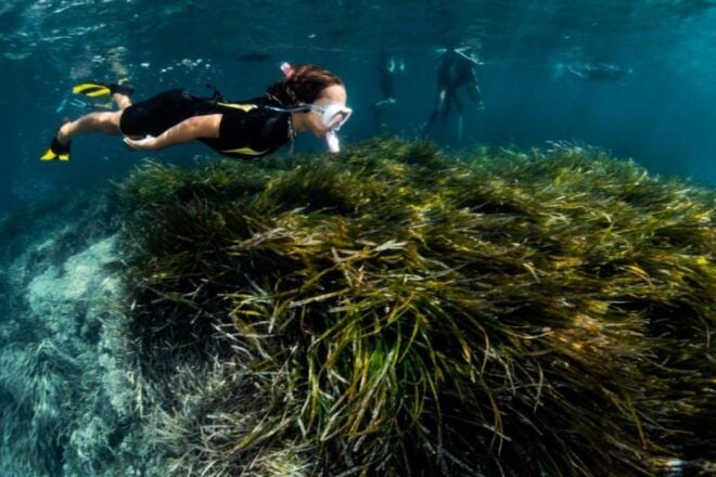 Palma De Mallorca: Cala Vella Snorkeling Adventure - Activity Highlights