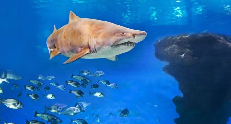 Palma De Mallorca: Shark Dive at Palma Aquarium - Booking Details