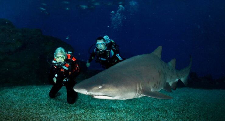 Palma De Mallorca: Shark Dive at Palma Aquarium - Experience Highlights