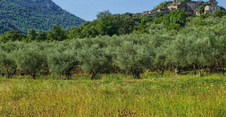Palma De Mallorca: Son Juliana Wine Experience and Tasting - Traditional Mallorcan Specialties
