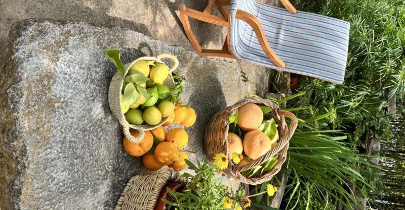 Palma: Orange Farm, Olive Mill, & Winery Tour with Tastings - Scenic Tram Ride and Coastal Relaxation