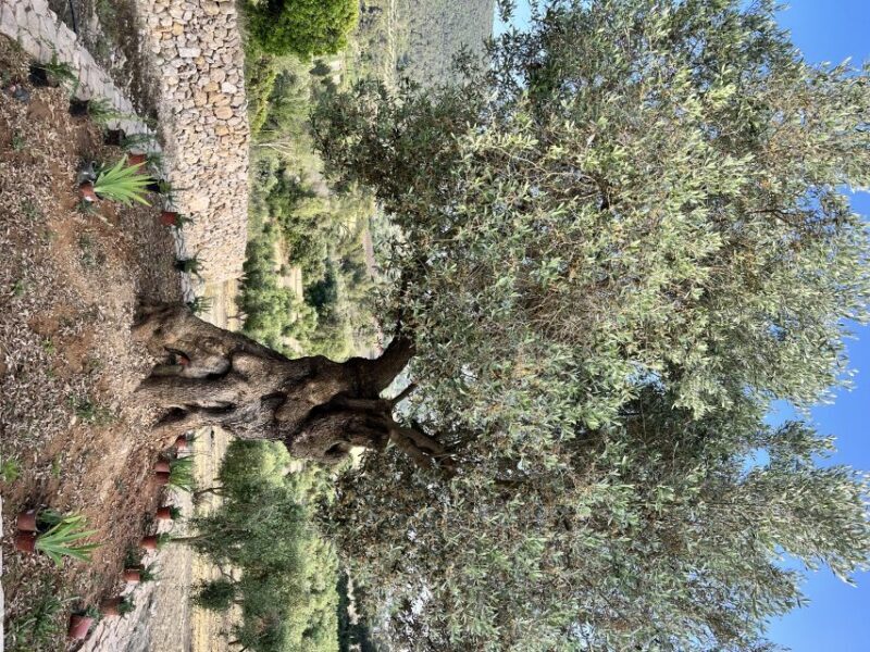 Palma: Orange Farm, Olive Mill, & Winery Tour with Tastings - The Sum Up